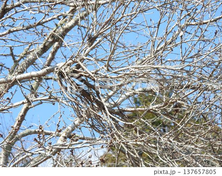 てんぐ巣病（植物の枝や葉が異常に密生する病気） 137657805