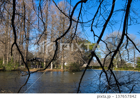 池のある公園 池のある公園 137657842