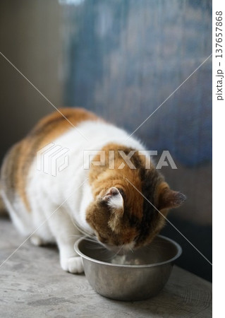 三毛猫 三毛猫 137657868