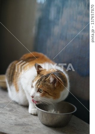 三毛猫 137657870