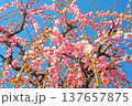 青空に映えるピンクの枝垂れ梅 137657875