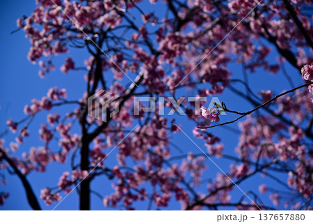 早春に咲く大寒桜(オオカンザクラ) 早春に咲く大寒桜(オオカンザクラ) 137657880