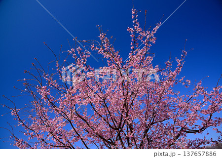 早春に咲く大寒桜(オオカンザクラ) 早春に咲く大寒桜(オオカンザクラ) 137657886