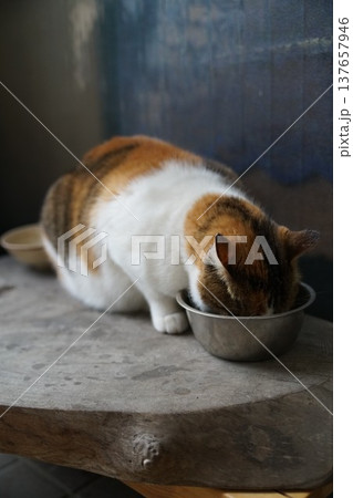 三毛猫 三毛猫 137657946