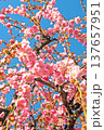 青空に映えるピンクの枝垂れ梅 137657951
