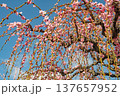 青空に映えるピンクの枝垂れ梅 137657952