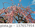 青空に映えるピンクの枝垂れ梅 137657954