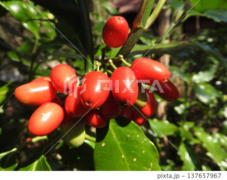 早春にかけて熟す「アオキ」の実 137657967