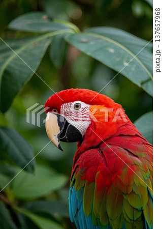 熱帯雨林 レインフォレスト 雨林 137657968