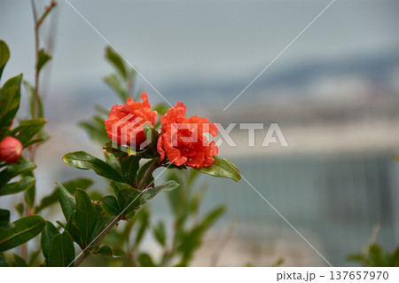 Pomegranate blossom in close-up with intense red and orange petals surrounded by green leaves under natural garden light Pomegranate blossom in close-up with intense red and orange petals surrounded by green leaves under natural garden light 137657970