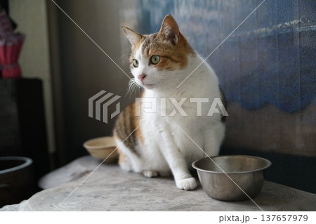 三毛猫 三毛猫 137657979