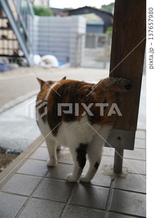 三毛猫 三毛猫 137657980