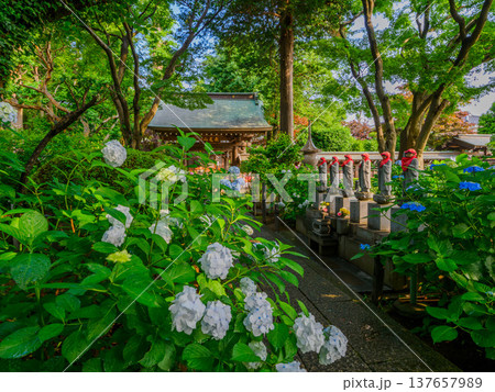 【あじさい寺】川崎・妙楽寺の雨上がりに輝く満開のあじさい 137657989