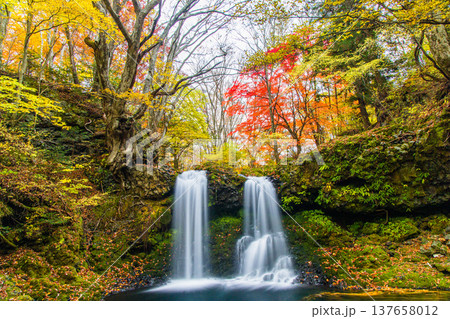 【山梨県_富士吉田市】秋色に包まれた、鐘山の滝と桂川 11月 【山梨県_富士吉田市】秋色に包まれた、鐘山の滝と桂川 11月 137658012