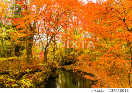 【山梨県_富士吉田市】秋色に包まれた、鐘山の滝と桂川 11月 137658018