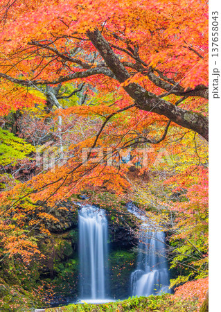 【山梨県_富士吉田市】秋色に包まれた、鐘山の滝と桂川 11月 137658043