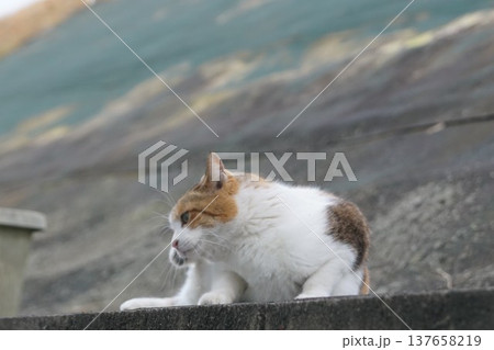 三毛猫 三毛猫 137658219