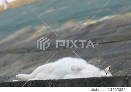 三毛猫 137658244