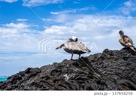 Blue-footed booby and pelican on volcanic rocks, Isabela Island, Galapagos, Ecuador Blue-footed booby and pelican on volcanic rocks, Isabela Island, Galapagos, Ecuador 137658250