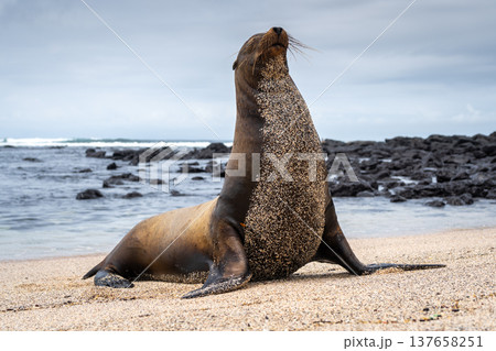 Sea Lion Posing on Playa Loberia Beach 137658251