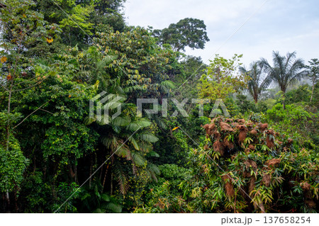 Bird nests in the lush trees of Cuyabeno Reserve, Ecuador 137658254