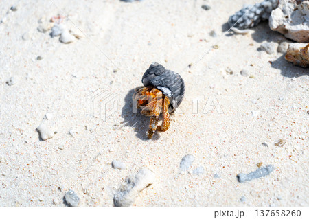 Hermit crab on a white sand beach in Maupiti, French Polynesia 137658260