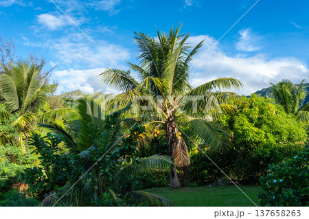 Tropical greenery and coconut trees in Nuku Hiva, Marquesas Islands, French Polynesia 137658263