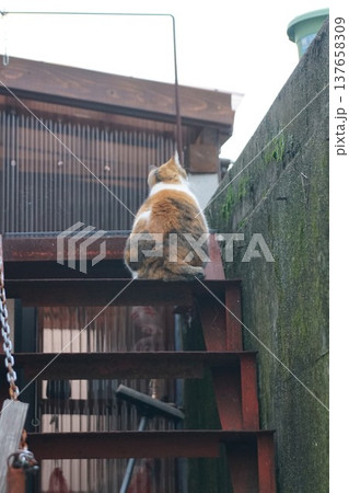 三毛猫 137658309