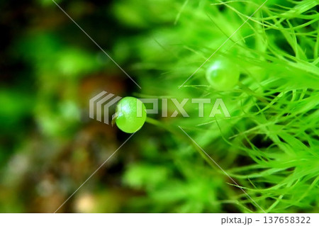 里山のたまちゃん 137658322