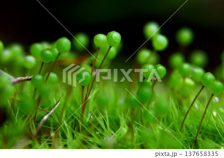 里山のたまちゃん 137658335