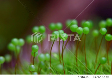 里山のたまちゃん 137658336