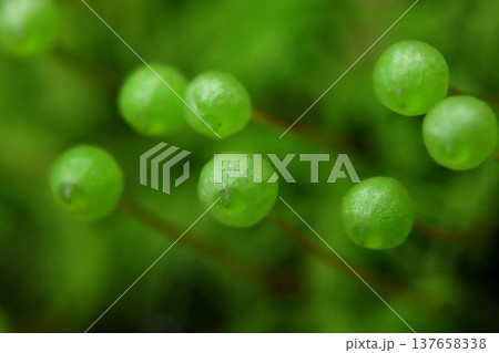 里山のたまちゃん 137658338