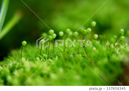 里山のたまちゃん 137658345