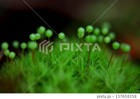 里山のたまちゃん 137658358