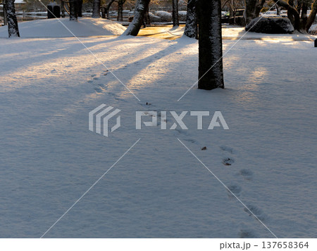朝日に照らされた雪に残る足跡 朝日に照らされた雪に残る足跡 137658364