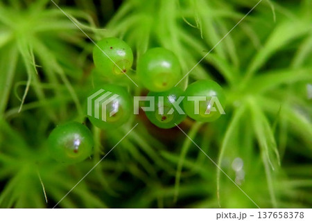 里山のたまちゃん 137658378