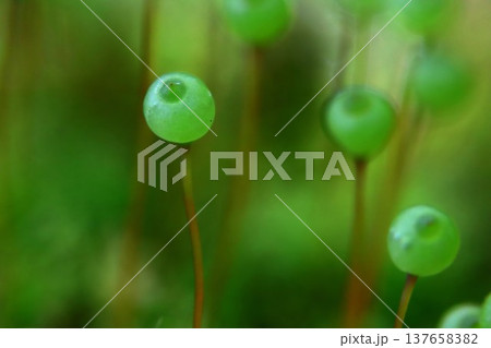 里山のたまちゃん 137658382