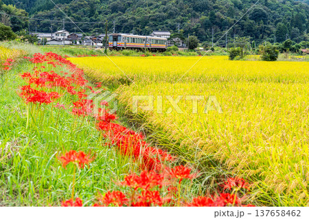 秋の田園風景の中を走る津山線岡山駅行きキハ140普通列車 岡山県久米郡久米南町 秋の田園風景の中を走る津山線岡山駅行きキハ140普通列車 岡山県久米郡久米南町 137658462