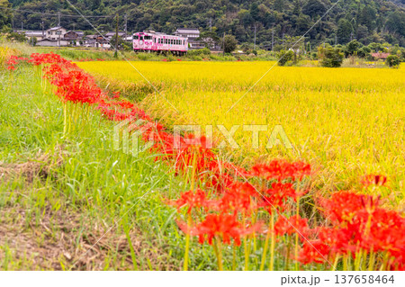 秋の田園風景の中を走る津山線津山駅行き観光列車・SAKU美SAKU楽1 岡山県久米郡久米南町 秋の田園風景の中を走る津山線津山駅行き観光列車・SAKU美SAKU楽1 岡山県久米郡久米南町 137658464