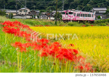 秋の田園風景の中を走る津山線津山駅行き観光列車・SAKU美SAKU楽3 岡山県久米郡久米南町 秋の田園風景の中を走る津山線津山駅行き観光列車・SAKU美SAKU楽3 岡山県久米郡久米南町 137658466
