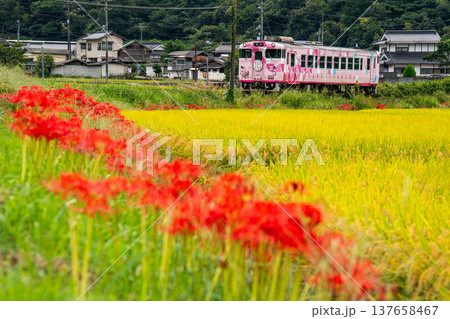 秋の田園風景の中を走る津山線津山駅行き観光列車・SAKU美SAKU楽4 岡山県久米郡久米南町 秋の田園風景の中を走る津山線津山駅行き観光列車・SAKU美SAKU楽4 岡山県久米郡久米南町 137658467