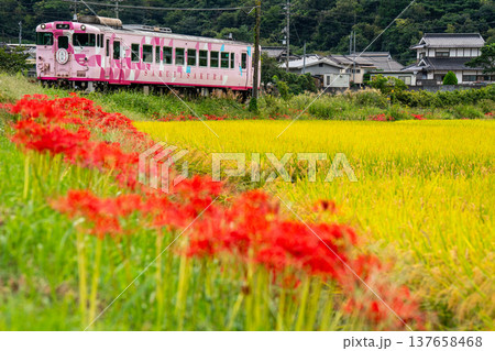 秋の田園風景の中を走る津山線津山駅行き観光列車・SAKU美SAKU楽5　岡山県久米郡久米南町 137658468