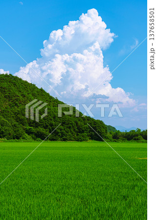 入道雲が湧き上がる夏空と田んぼの田園風景 入道雲が湧き上がる夏空と田んぼの田園風景 137658501