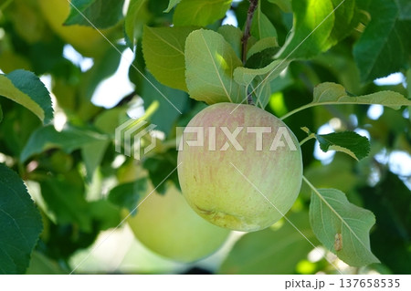 果樹園で育つ青いリンゴの実 137658535