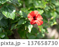 赤色の花のハイビスカス 137658730