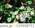 ピンク色の花に留まる蝶 137658731