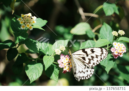 ピンク色の花に留まる蝶 ピンク色の花に留まる蝶 137658731