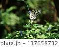 水色の花に留まる蝶 137658732
