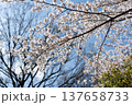 空の桜の木 137658733