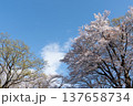 空と雲と葉が生え始めた桜の木 137658734